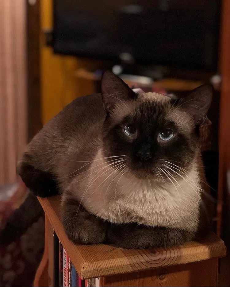 Lost cat in Springfield, MO, 65803
