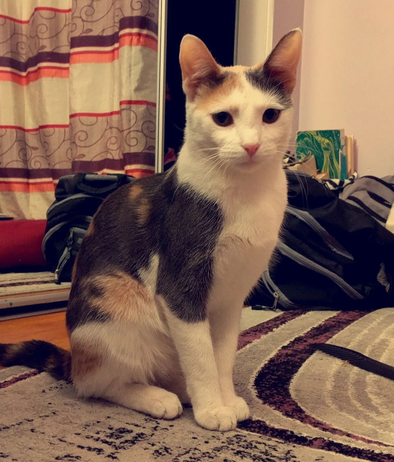 Lost cat in Chicago, IL, 60660