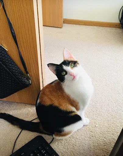 Lost cat in Chicago, IL, 60660