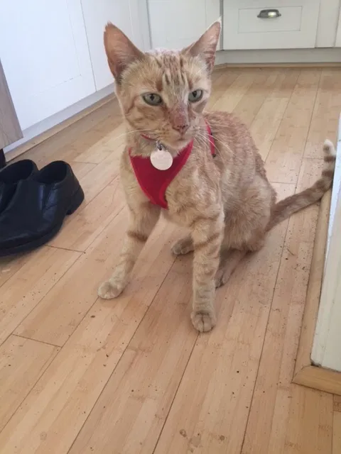 Lost cat in Sebastopol, CA, 95472