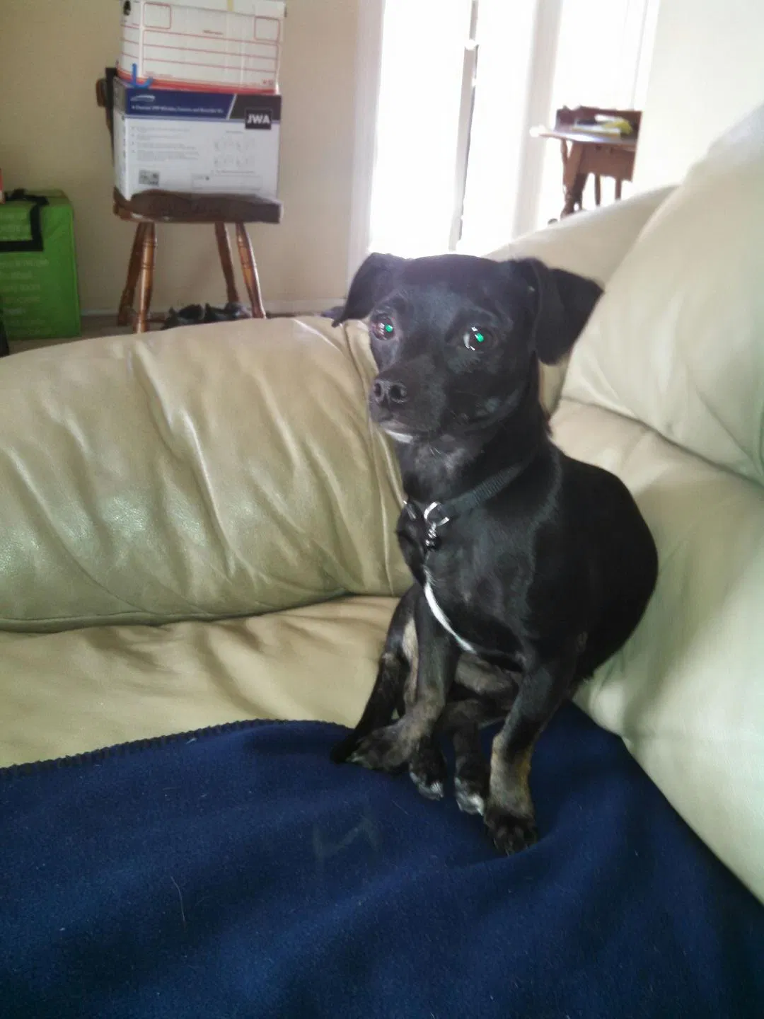 Lost dog in San Lorenzo, CA, 94580