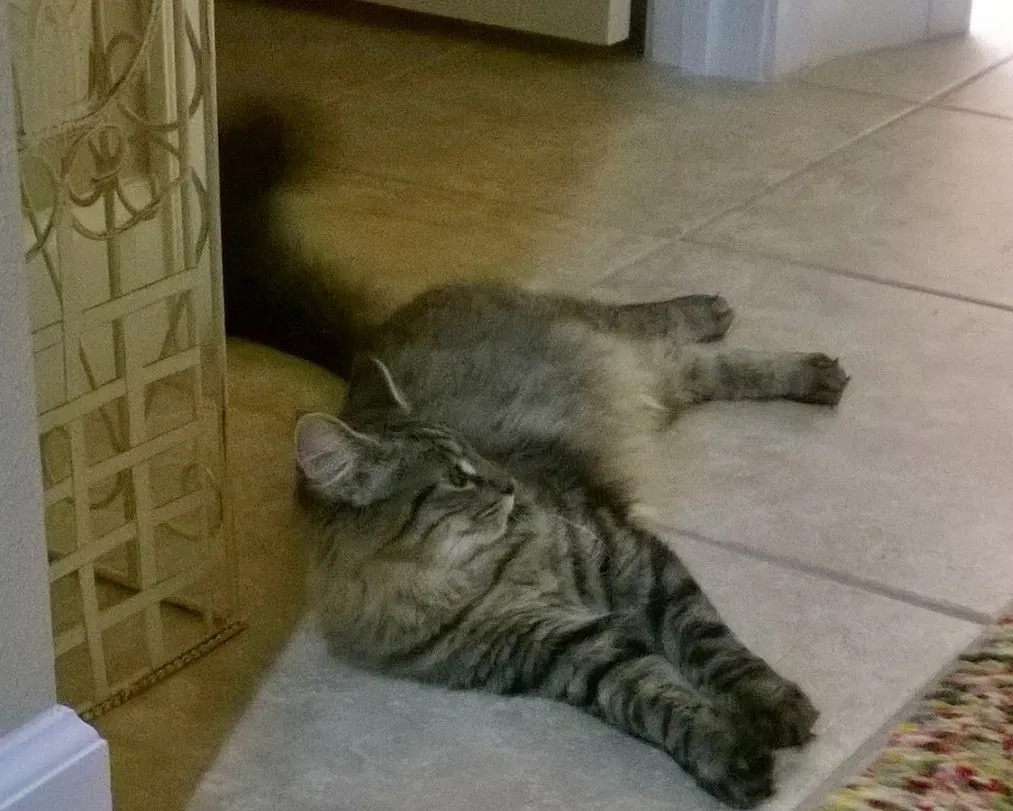 Lost cat in Ormond Beach, FL, 32174