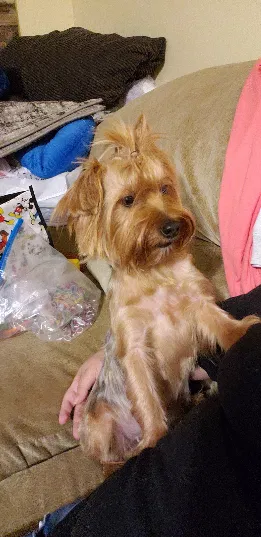 Lost dog in North Little Rock, AR, 72118