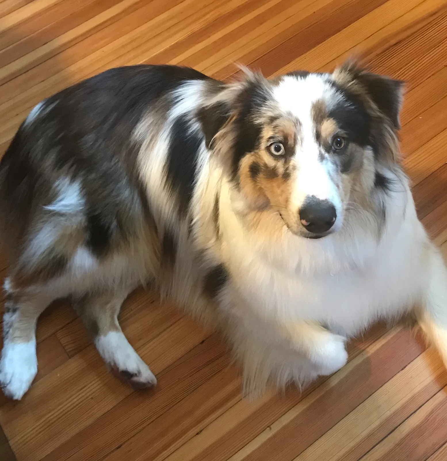 Lost dog in Van Meter, IA, 50261