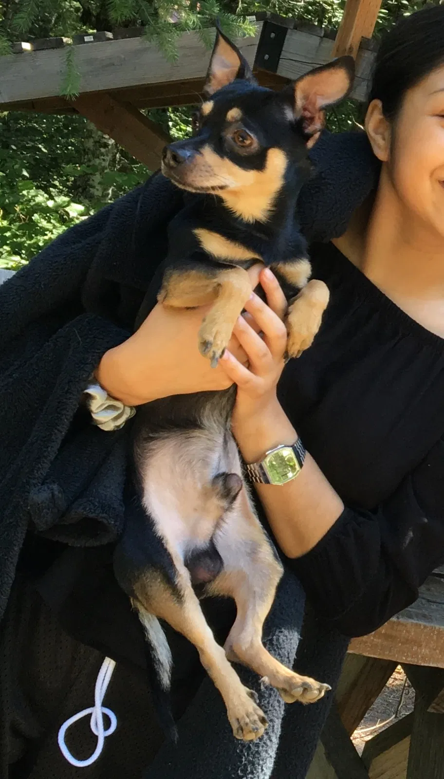 Lost dog in Portland, OR, 97203