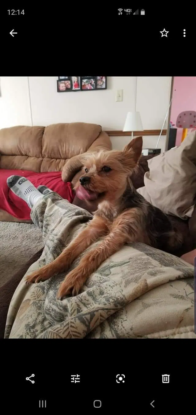 Lost dog in Callao, VA, 22435