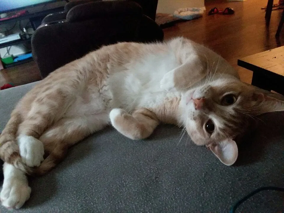 Lost cat in Centerton, AR, 72719