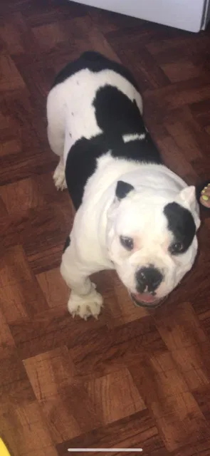 Lost dog in Odessa, TX, 79764