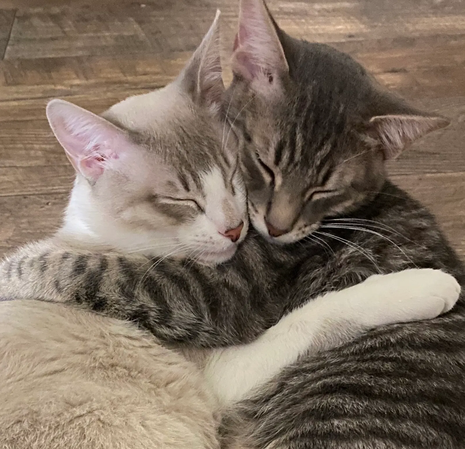 Lost cat in Davis, CA, 95618