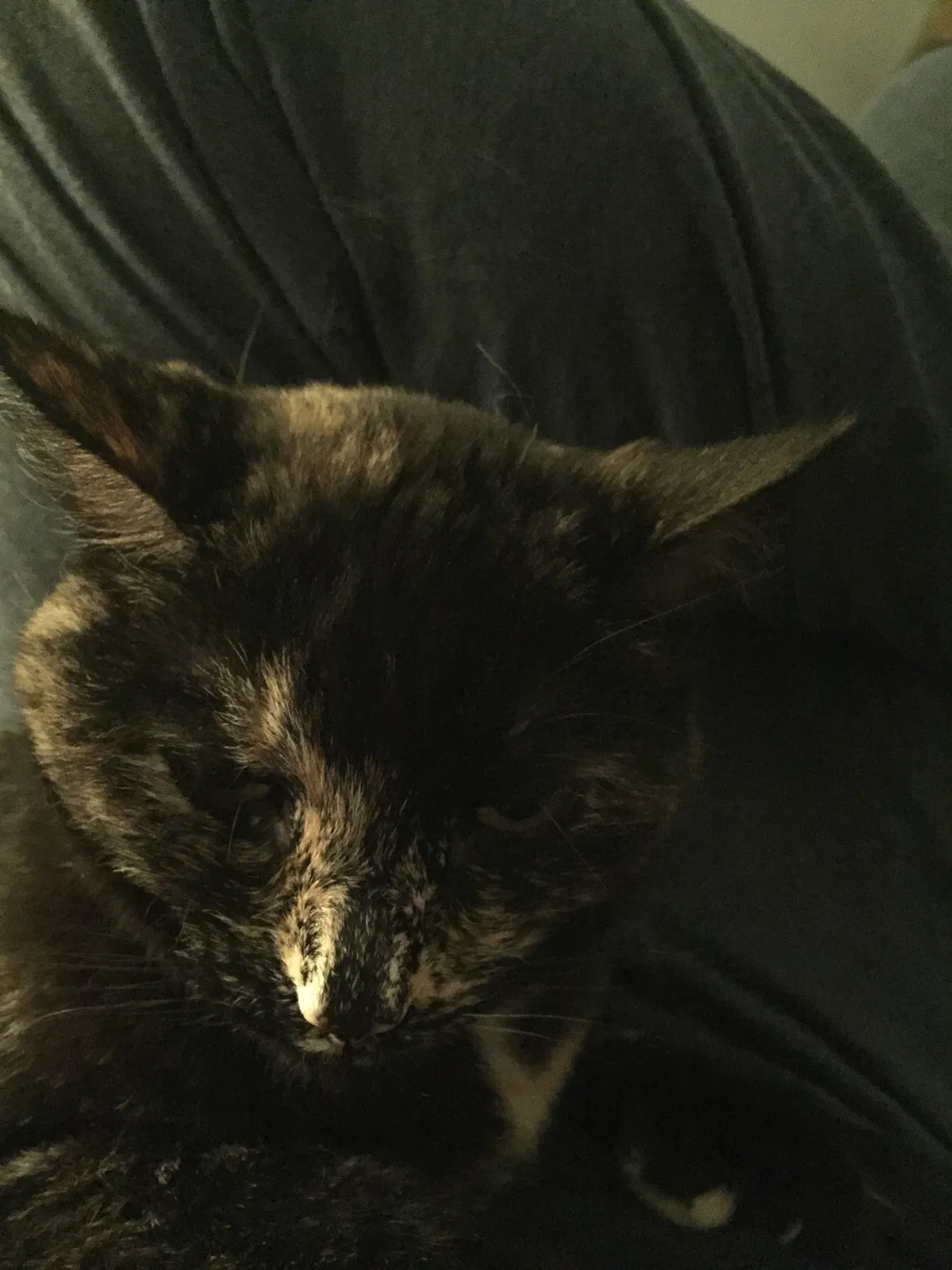Lost cat in Staten Island, NY, 10301