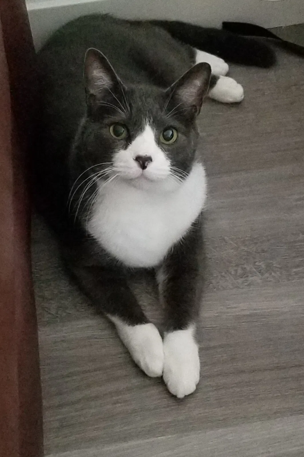 Lost cat in Buford, GA, 30518