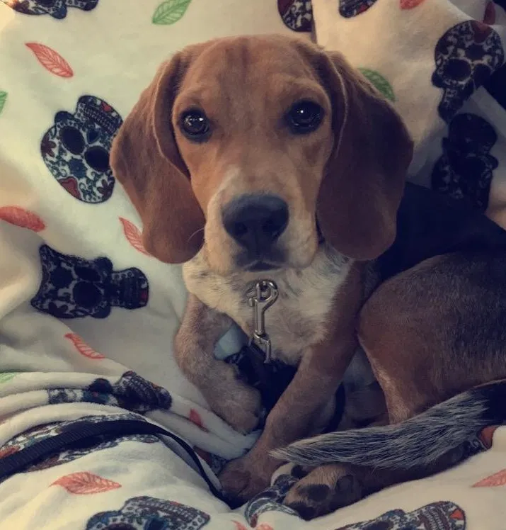 Lost dog in White Plains, MD, 20695