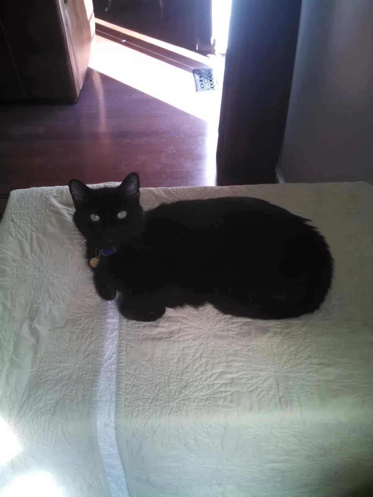 Lost cat in Hudson, OH, 44236