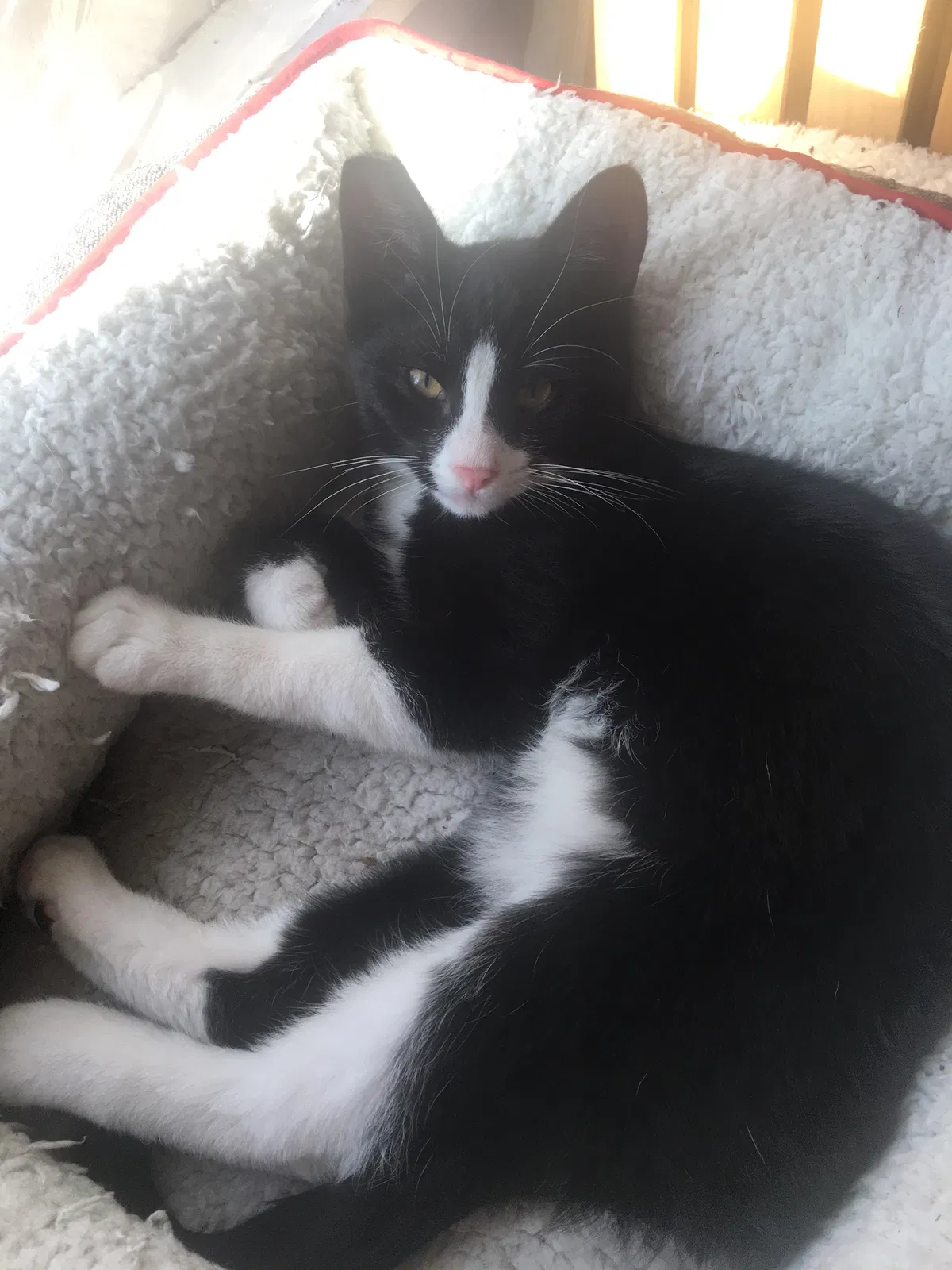 Lost cat in Eugene, OR, 97401