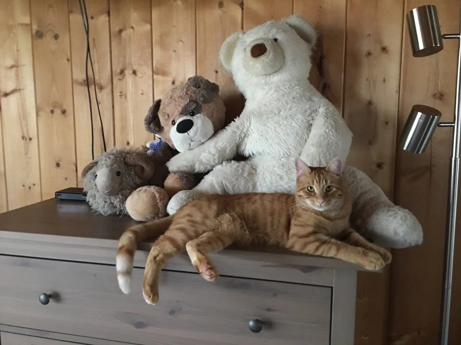 Lost cat in Carmel, CA, 93923