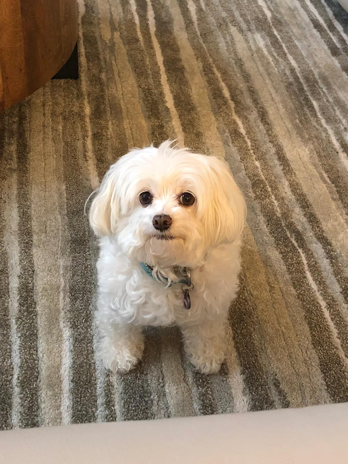 Lost dog in Sugar Land, TX, 77478