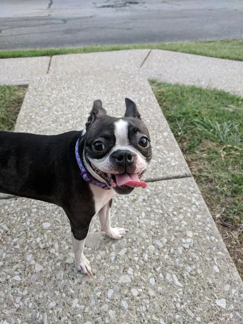 Lost dog in Lexington, KY, 40509