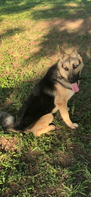 Lost dog in Brownsville, TX, 78526