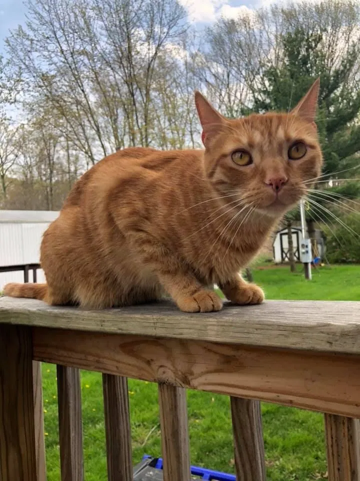 Lost cat in Ravenna, OH, 44266