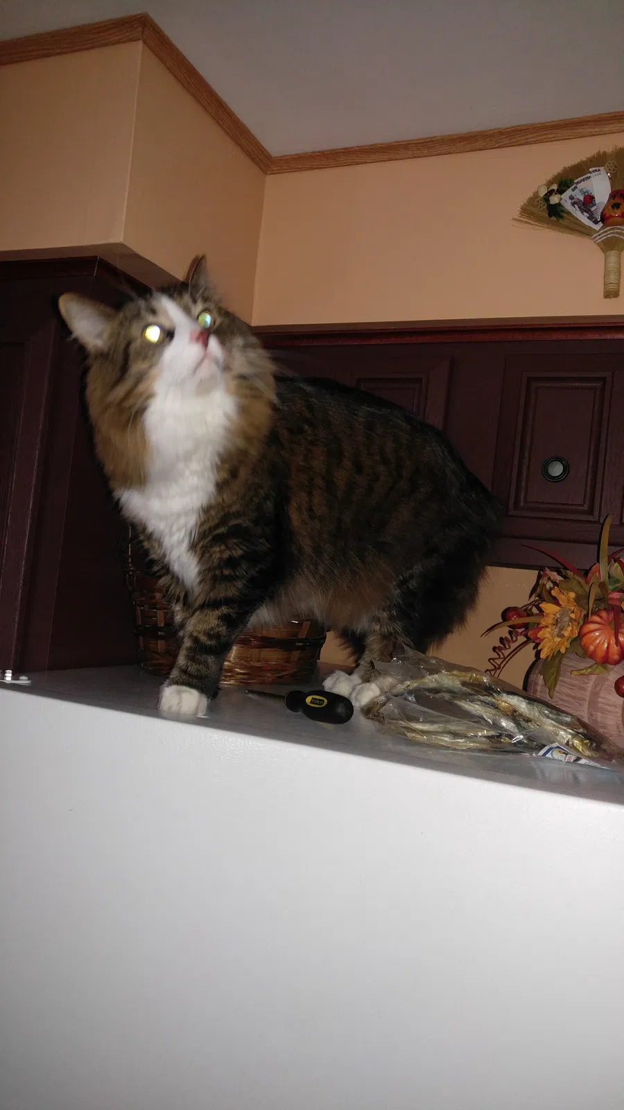 Lost cat in Mundelein, IL, 60060
