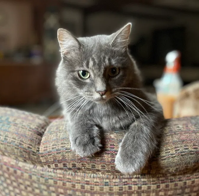 Lost cat in Groveland, MA, 1834