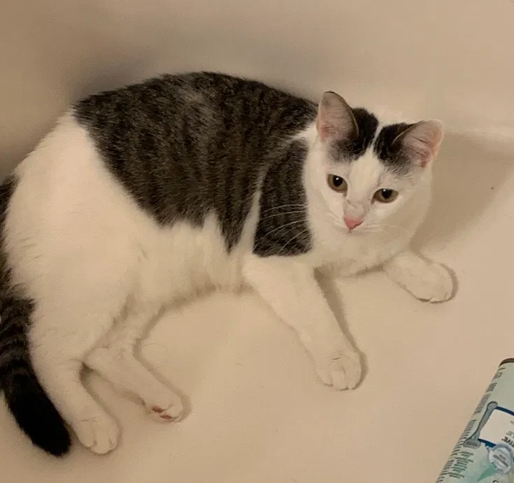 Lost cat in Gilbert, AZ, 85295