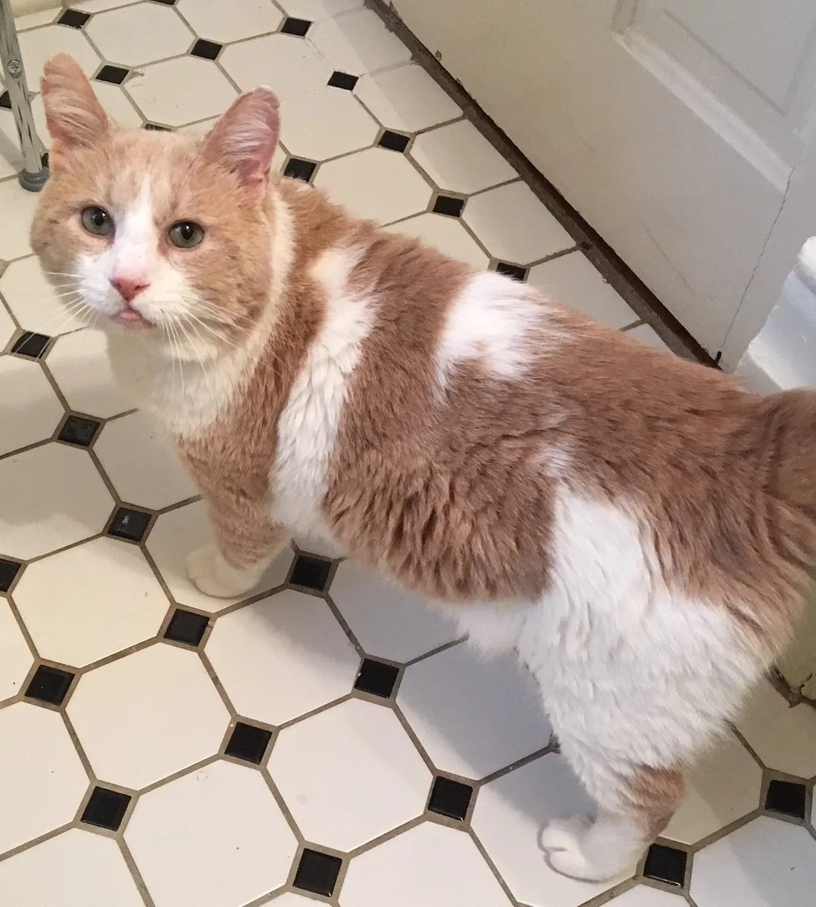 Lost cat in Columbus, OH, 43201