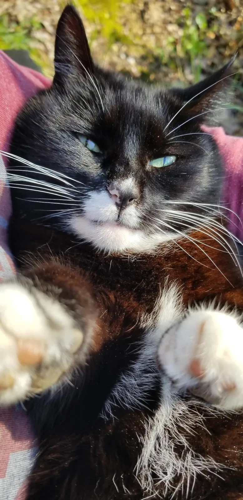 Lost cat in Asheville, NC, 28803