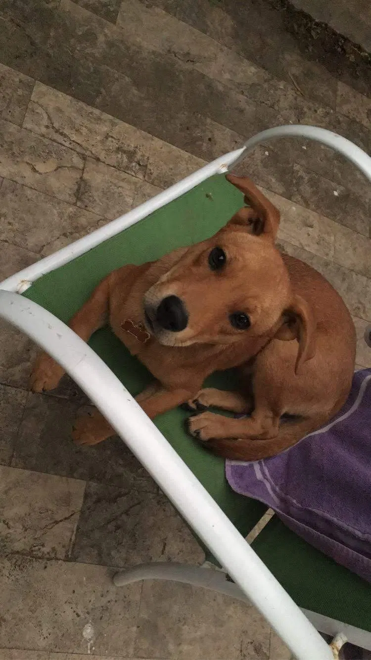 Lost dog in Brownsville, TX, 78526