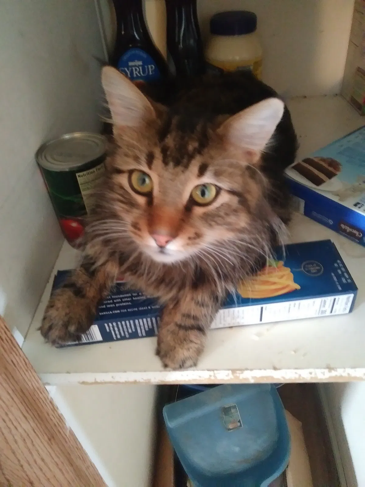 Lost cat in Lapeer, MI, 48446