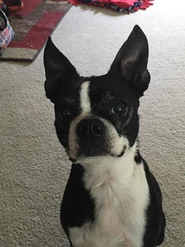 Lost dog in Marion, NY, 14505