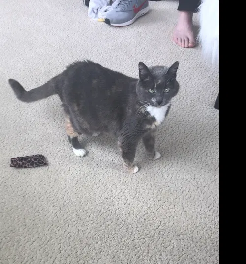 Lost cat in Edmonds, WA, 98020