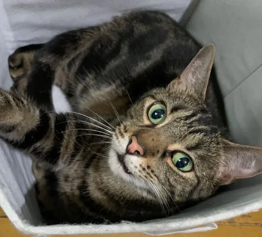 Lost cat in Kissimmee, FL, 34741