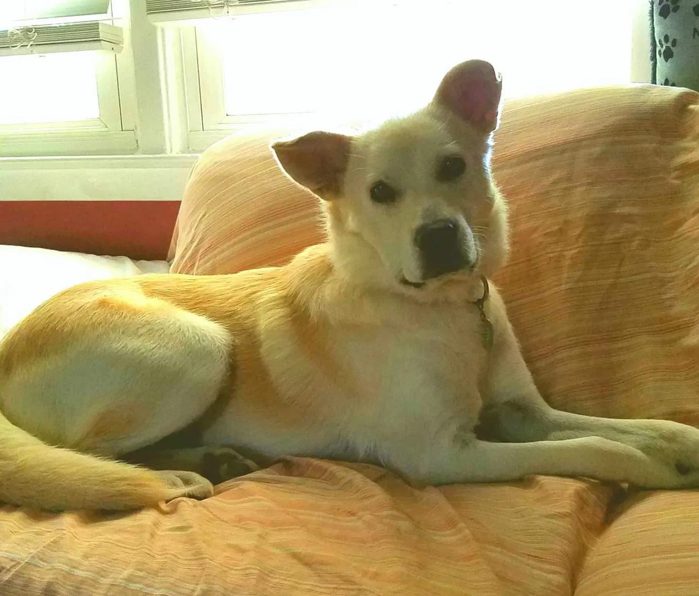 Lost dog in Medford, NJ, 8055