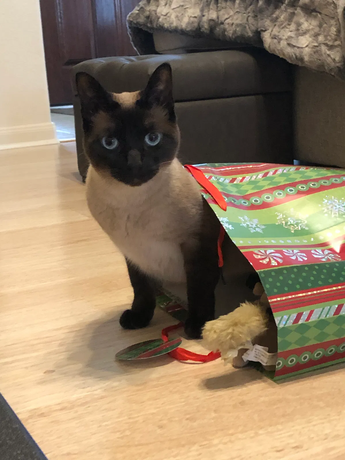 Lost cat in Pearland, TX, 77584