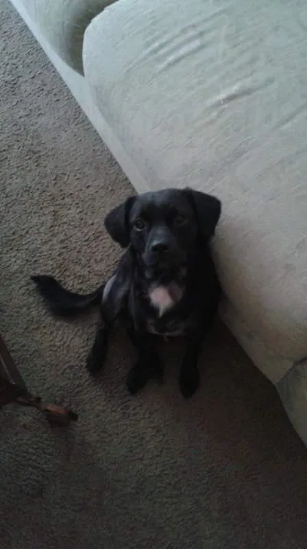 Lost dog in Atlanta, GA, 30311