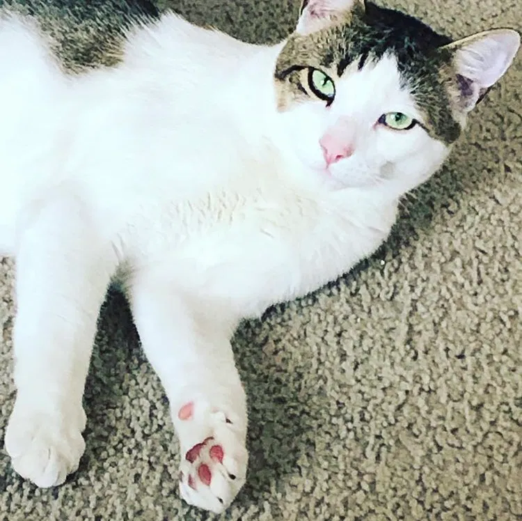 Lost cat in Cedar Park, TX, 78613