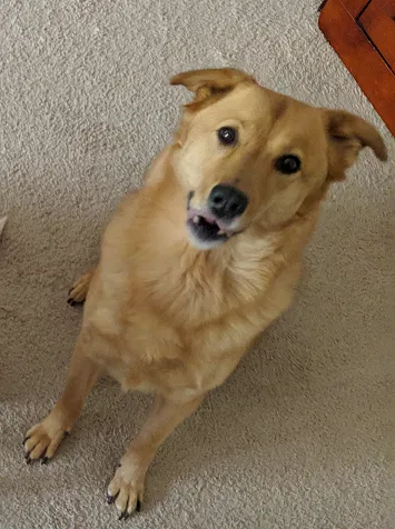 Lost dog in Orlando, FL, 32807