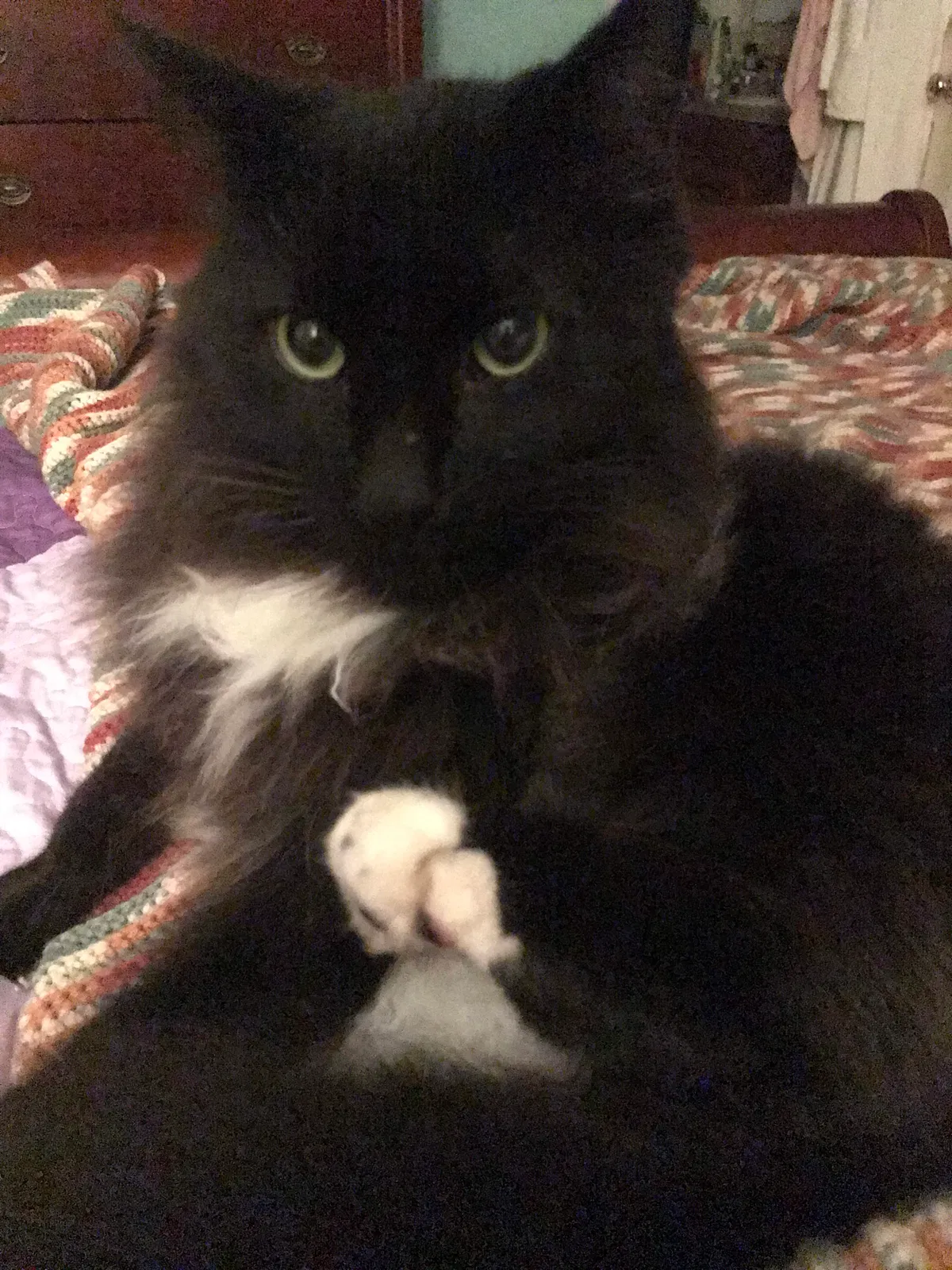 Lost cat in Lugoff, SC, 29078