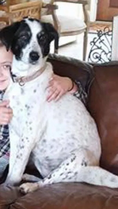 Lost dog in New Braunfels, TX, 78130