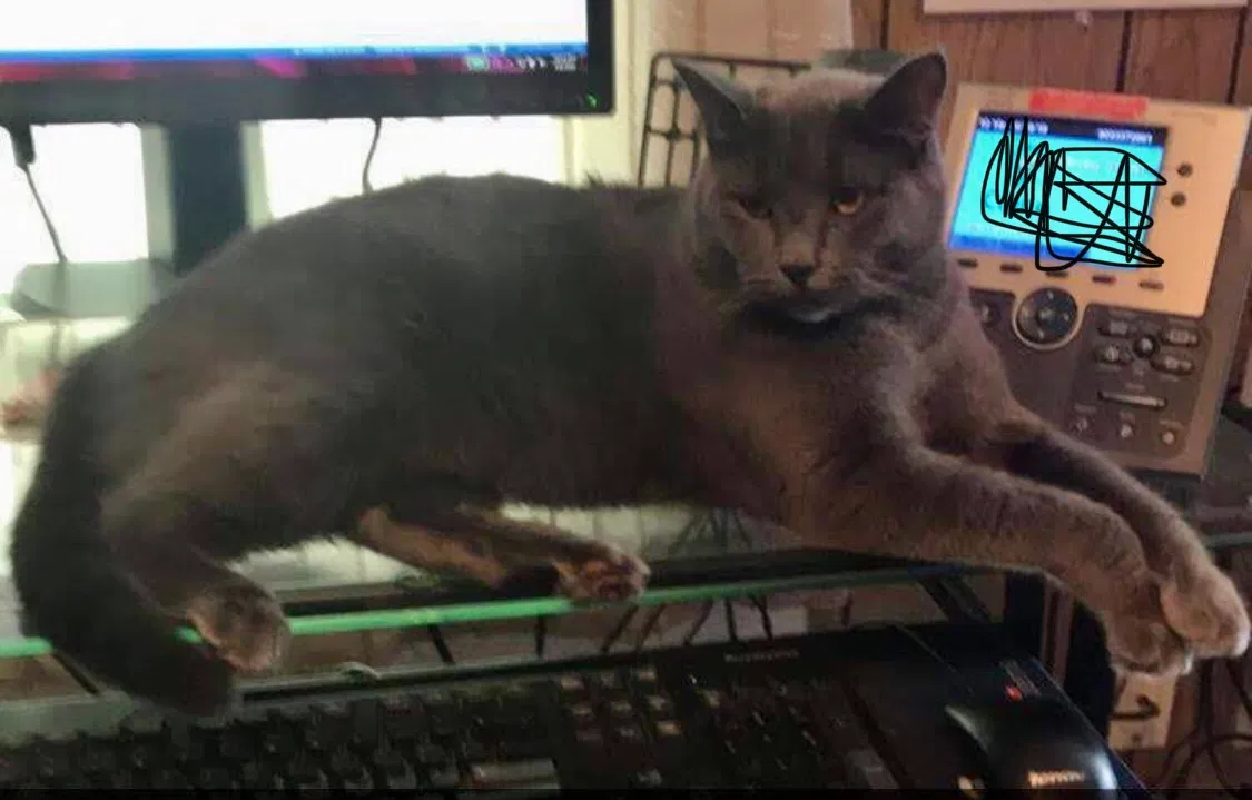 Lost cat in Bonham, TX, 75418