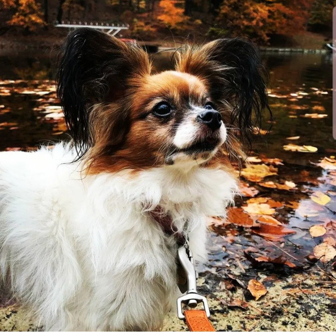 Lost dog in Pickerington, OH, 43147