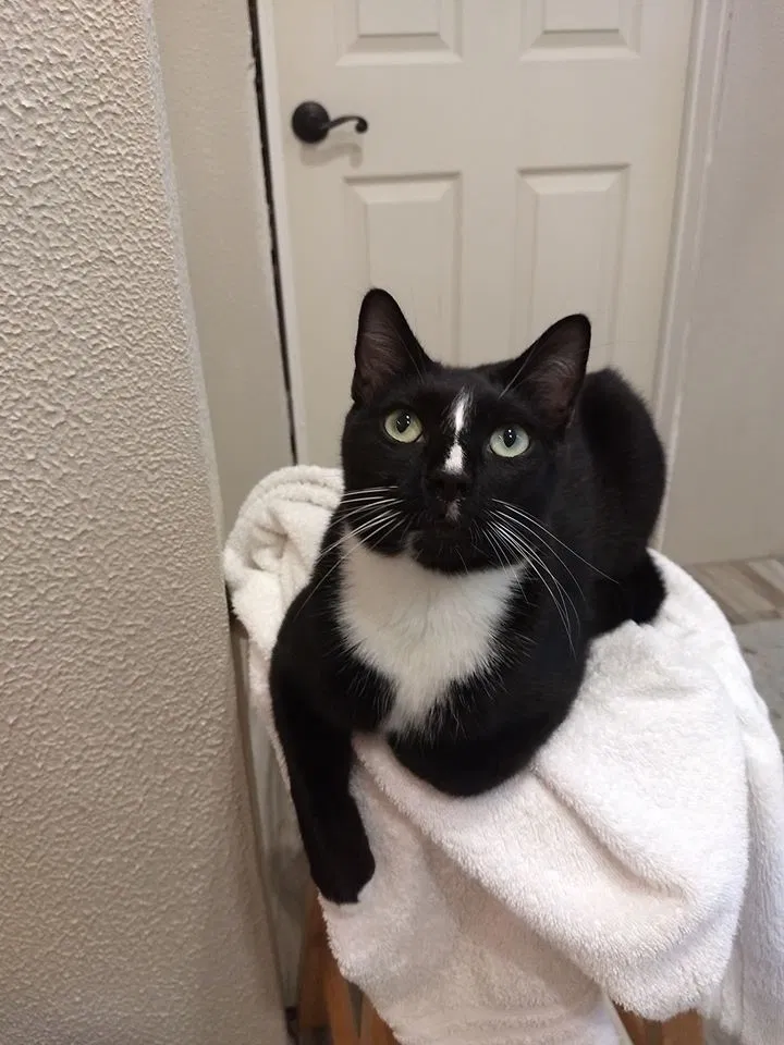 Lost cat in Humble, TX, 77338