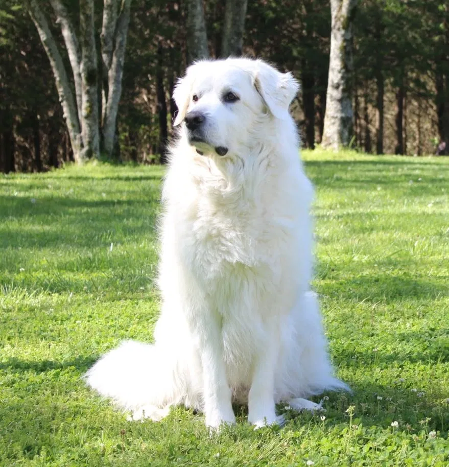 Lost dog in Smyrna, TN, 37167