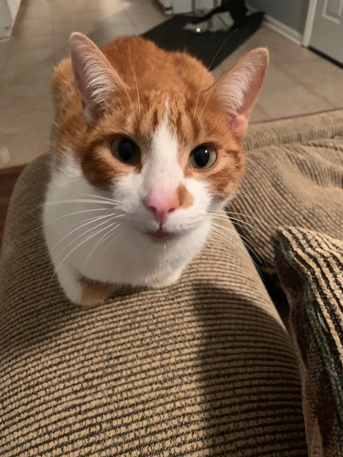 Lost cat in Austin, TX, 78705