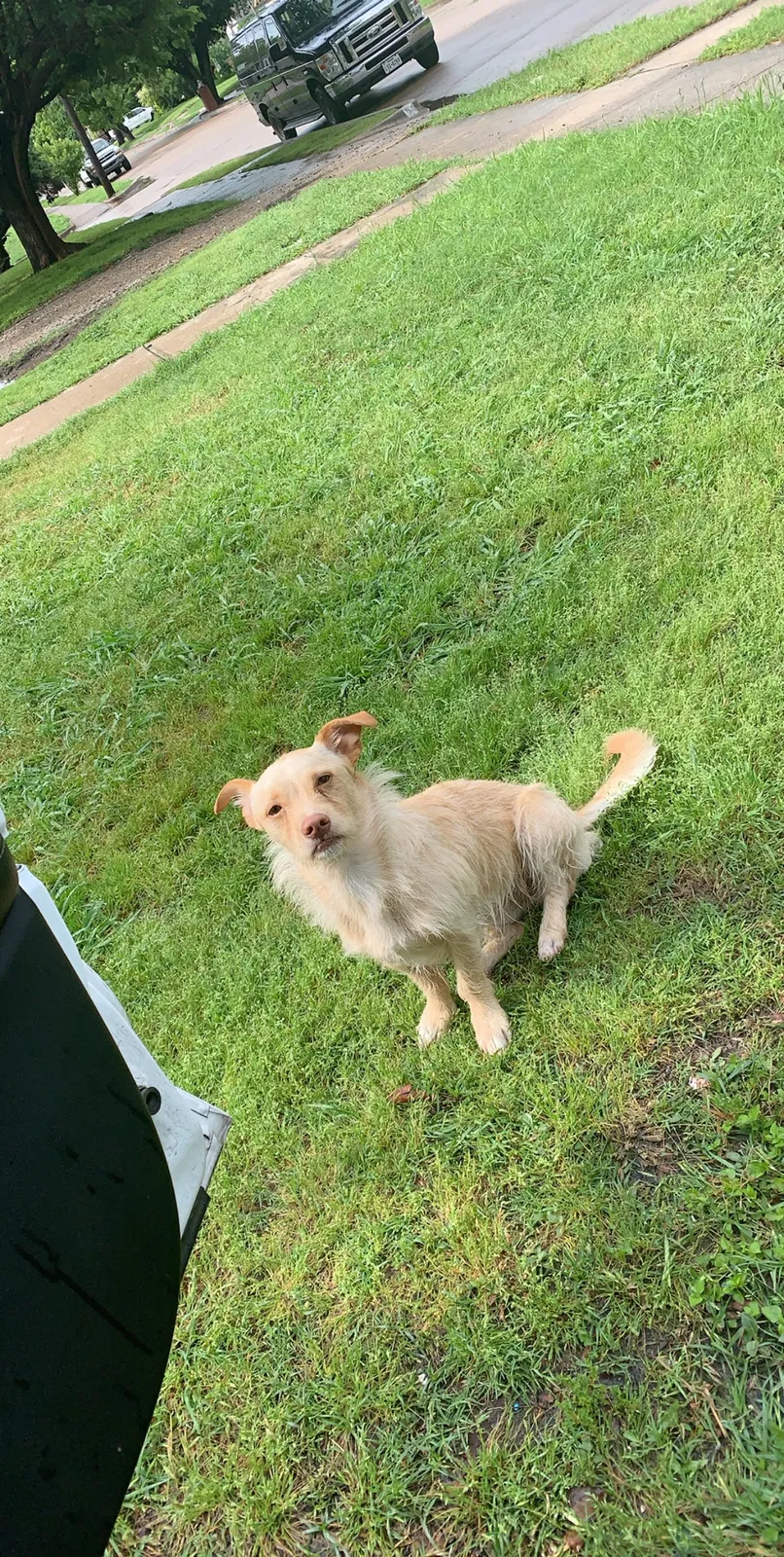 Lost dog in Fort Worth, TX, 76110