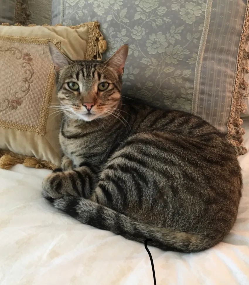 Lost cat in Anaheim, CA, 92807