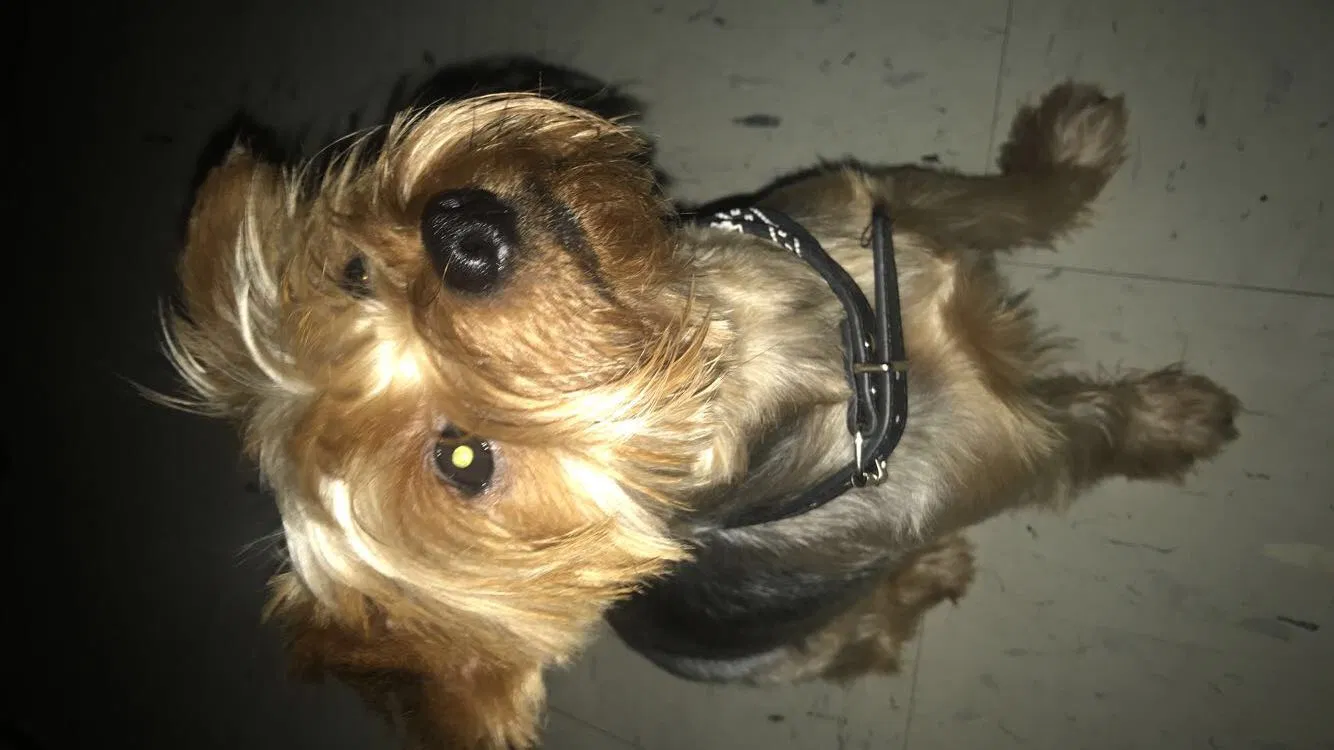 Lost dog in Memphis, TN, 38108