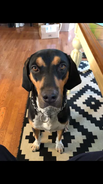 Lost dog in Charles Town, WV, 25414