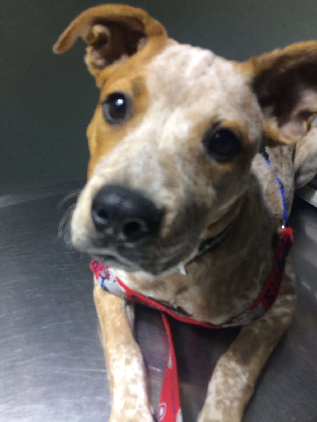 Lost dog in Tucson, AZ, 85706
